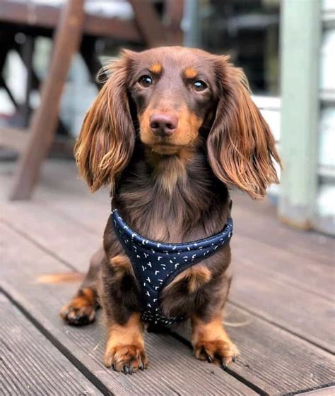 All Dachshund Colors And Patterns Explained With Pictures