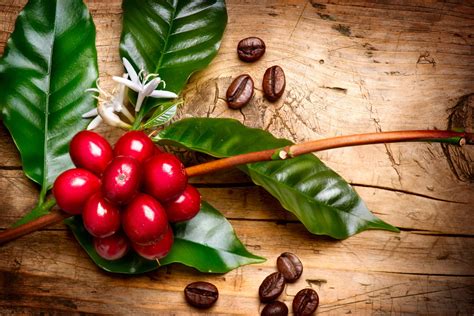 Planta de cafe: origen, tipos y características - TodoCafé