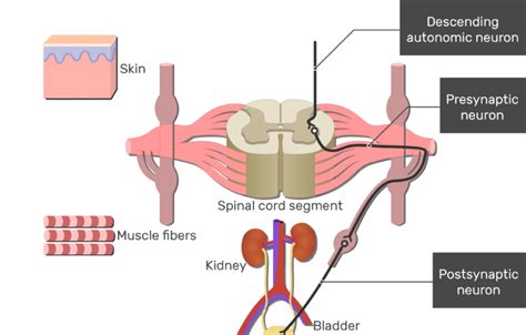 Anatomy and structure of the spinal cord and spinal cord injuries. Spinal Cord Gray Matter Functions