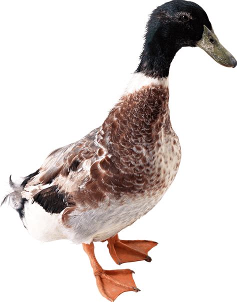 Duck From Side Png Image Purepng Free Transparent Cc0 Png Image Library
