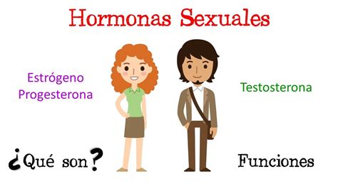 guía simple para entender tus hormonas sexuales aprende todo lo que necesitas saber