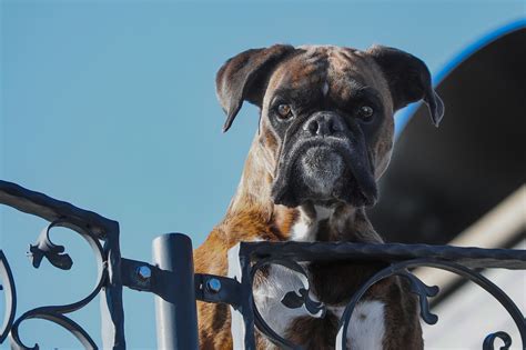 Are Boxers Good Guard Dogs Animal Hype