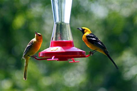 The latest tweets from @orioles The Backyard Birder: It must be spring! Orioles are back