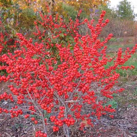 Winterberry Berry Poppins Set Of 2 Plants Ilex Verticillata Etsy
