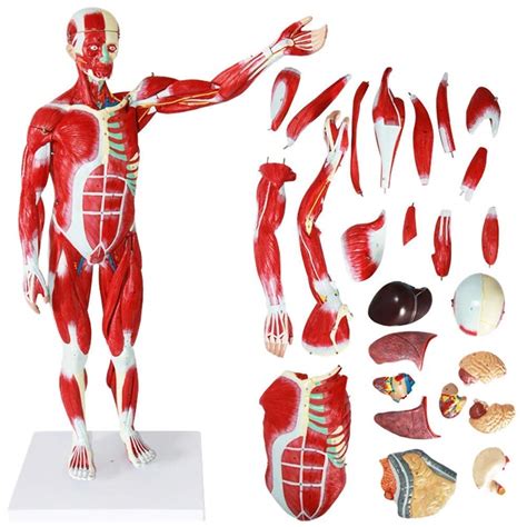 Buy Dfju Educational Model 78cm Human Muscle Model Human Anatomy