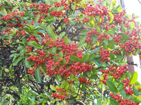 Seguono frutti rossi simili a ciliege, neri a maturità. Bacche rosse per decorazioni floreali e composizioni ...
