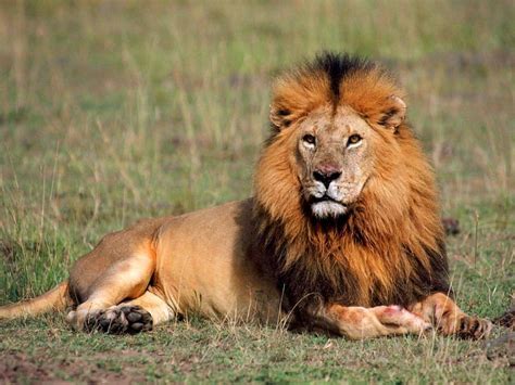 African Lions Have Been Added To The Us Endangered