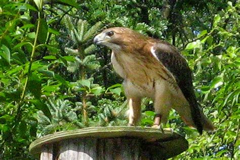 World Bird Sanctuary The Red Tailed Hawk