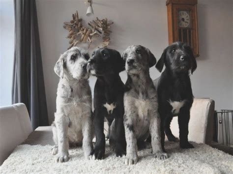 Irish Wolfhound Great Dane Cross Puppies Dog Mixes Irish Wolfhound