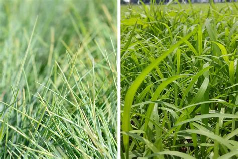 Ryegrass Vs Fescue Everything You Need To Know In One Off