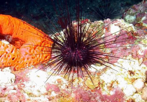 Sea Urchin Facts Critterfacts