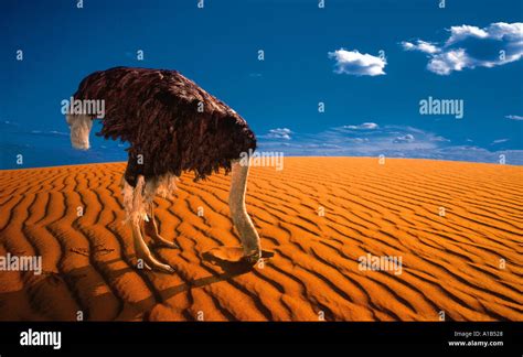 Ostrich With Head Buried In Sand Stock Photo Alamy