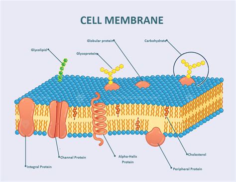Cell Membrane Labeled Plasma Membrane Cell Membrane Cell Membrane