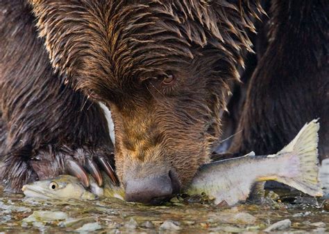 The Bears Of Brooks Falls Alaska Audley Travel Uk