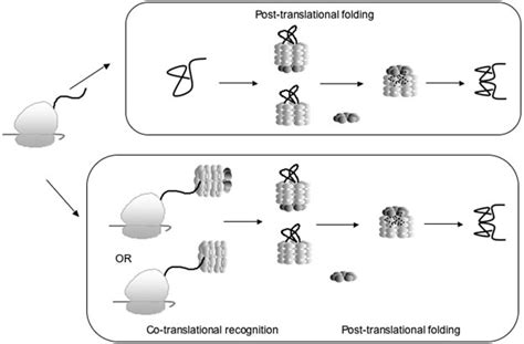 Schematic Model Of The Chaperonin Assisted Folding Pathway Download