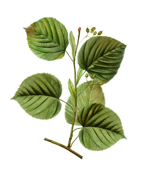 American Wintergreen Plant Free Transparent Png 567909
