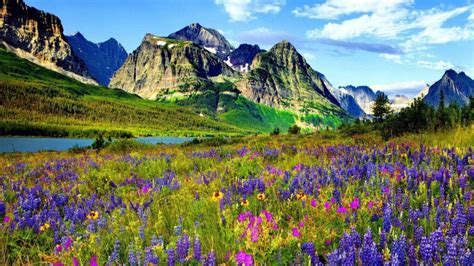 Mountain Flower In Colorado Blue And Purple Flowers Of Lupine River Mountains With Sharp Peaks