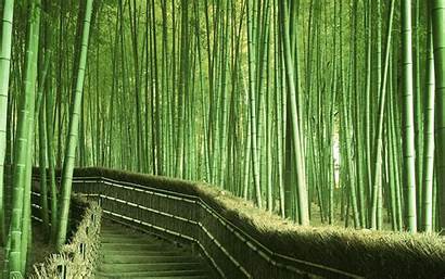 Bamboo Wallpapers Forest Cave