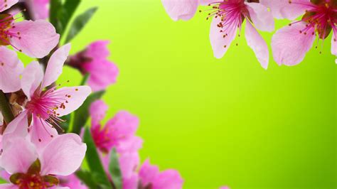 Free Download Beautiful Flower Wallpapers For Desktop Full Screen