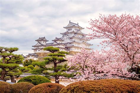 2019 Cherry Blossom Tours Arigato Japan Food Tours