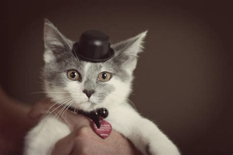 Kitten Wearing Top Hat Aww