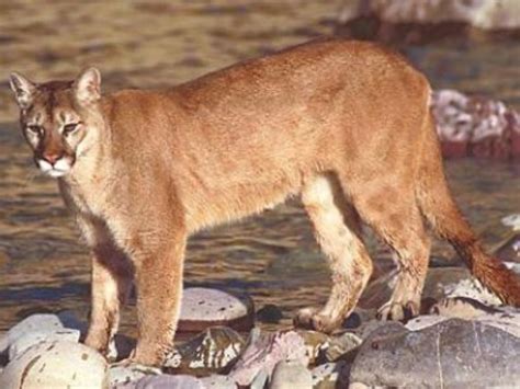 Mountain Lion Vs Bobcat — Know The Difference Capitola Ca Patch