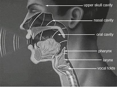 Resonance Vocal Nasal Cavity Google Cavities Movie
