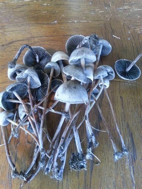 Magic Mushrooms In Georgia All Mushroom Info
