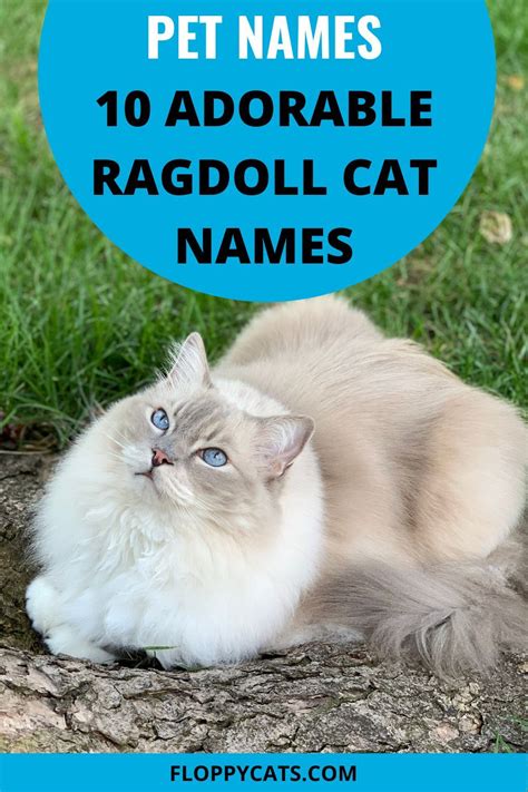 Ragdoll Cat Names 2022 Adorable And Cute Cat Name Ideas Namn
