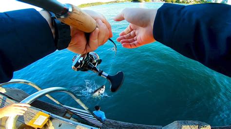 How To Land Big Fish From A Pier On Light Tackle Landbased Fishing