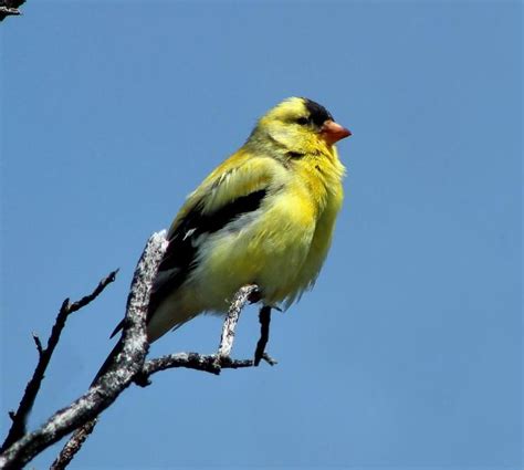 Iowa State Bird Eastern Goldfinch Now American Goldfinch Aka Wild