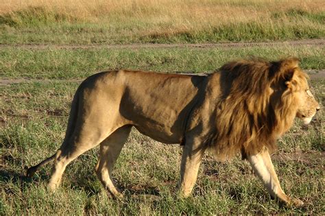 Fileafrican Lion 3 Wikimedia Commons