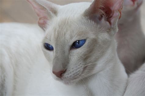 無料画像 白 可愛い ペット 毛皮 ポートレート ふわふわした 子猫 ネコ 哺乳類 遊び心のある 青い目 閉じる