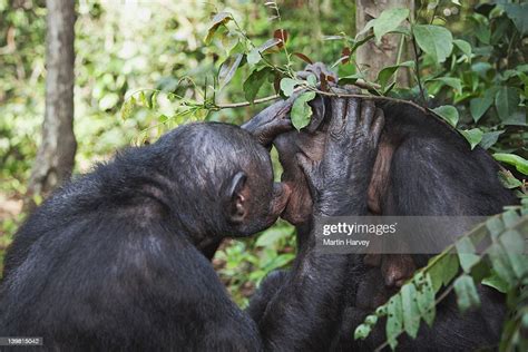 bonobos grooming each other sanctuary lola ya bonobo chimpanzee democratic republic of the congo
