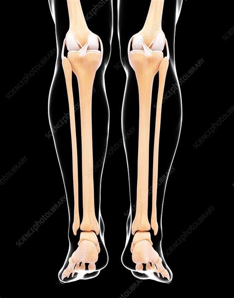 Human Leg Bones Artwork Stock Image F0075439 Science Photo Library