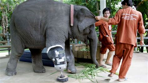 Meet Mosha The Elephant With A Prosthetic Leg Abc7 San
