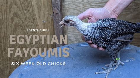 Egyptian Fayoumis 6 Week Old Chicks Youtube