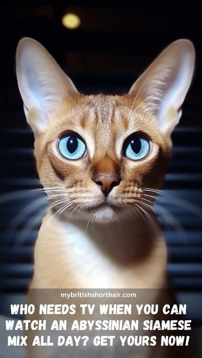 Abyssinian Siamese Mix 15 Fascinating Facts About Abyssinian Cat And