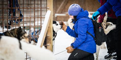 First Time Dog Sledding Swedish Lapland