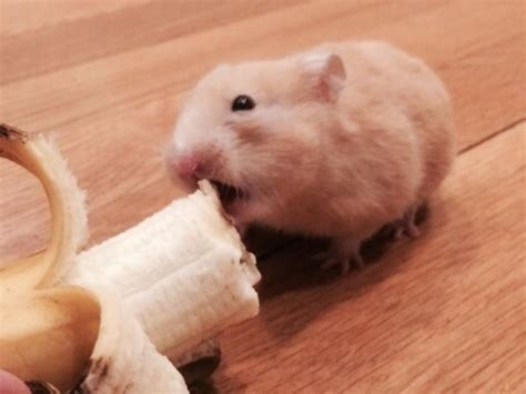 Hamster Banana Meme Hamster On Banana Meme