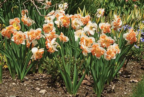 Narcissus Sunny Girlfriend Daffodil Gardening