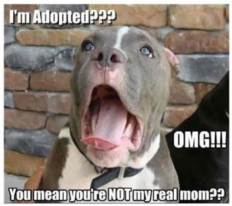 Im Adopted Funny Cute Memes Animals Dogs Dog Animal Meme
