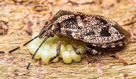 Bed Bug Eggs In Your Hair Elene Coffey