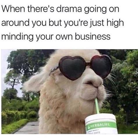 19 Hilarious Llama Pics And Memes Llama Drama Funny Animal Memes
