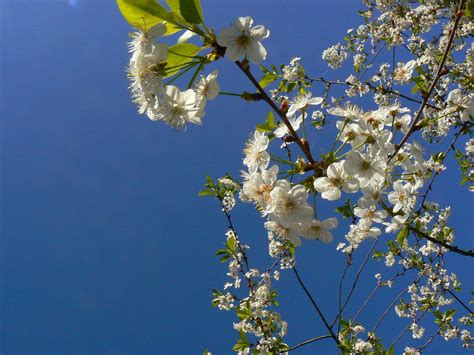 Flowering Trees Wallpapers Wallpaper Cave