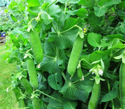 How To Plant And Grow Peas From Seeds On A Trellis In The Garden