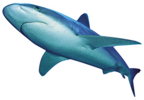 Shark Png Transparent Image Download Size 650x450px