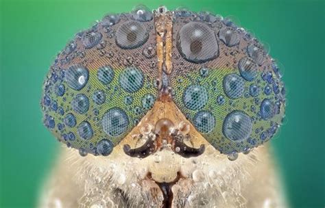 Juxtapoz Magazine In Your Face Extreme Close Ups Of Insects Insect