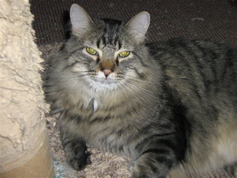 Feral cat 'colonies' can be found behind shopping areas or businesses, in alleys. Feral Cat Rescue - Home