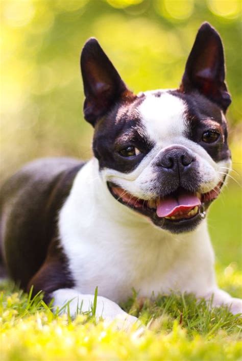 15 Best Dog Breeds For Travel - Types Of Dogs For Pet Travel
